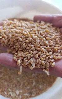 گندم تمیز بالای 500کیلو کیلویی50