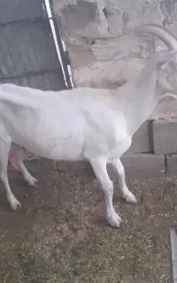 فروش بز سانن