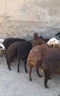 گوسفند بابره شیشک