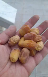 خرمای زاهدی تازه امسالی درجه یک