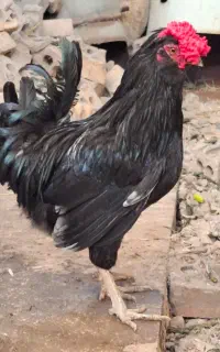 خروس گلین