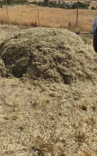 فروش گیاه و‌گزره
