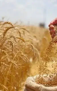 خرید نقدی گندم و جو