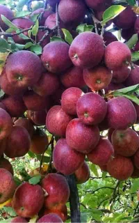 باغچه میوه سیب الو و شلیل  نقدا اجاره میکنم