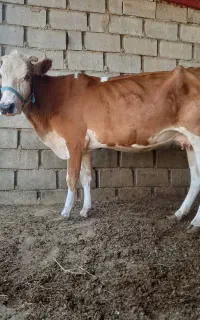 با سلام گاو دورگ محلی