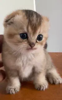گربه اسکاتیش خوشگل