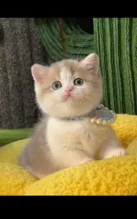 سگ و گربه و خرگوش و همستر
