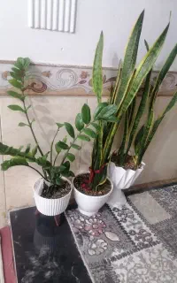 تعدادی گلدون با پایه ها فوری به فوروش میرسد