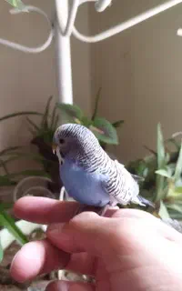 مرغ عشق نر اهلی