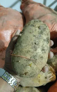 آگریای‌یکدست‌درشت