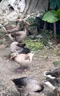 غاز