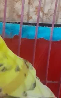 فقط معاوضه با ماده