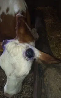 سم تراشی و شاخ بری گاو و گوساله