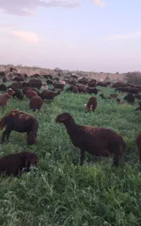 چوپان نیازمندم
