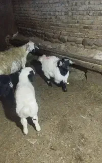 فروش بر نره سبک وزن سنگین