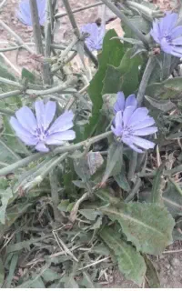 گیاه زه وی ۱۸۵ پرس