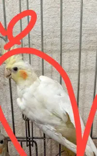 پرنده عروس هلندی