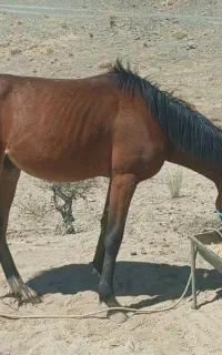 خرید فروش اسب باری