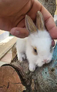خر گوش
