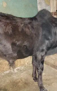 ورزا پول یه گوسفند