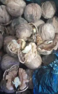 گدو