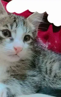 بچه گربه های ناز و دوست داشتنی