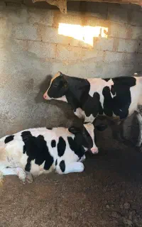 گوساله