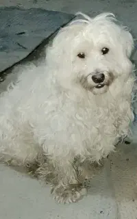 اروم ساکت هست