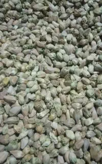 دانه‌کینگر‌فروشی‌