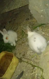 بچه خرگوش