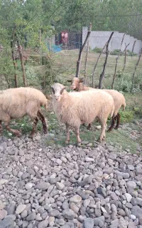 گوسفند جوان حدود ۴۰ کیلویی دل طبیعت بز