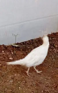 پرنده