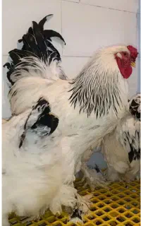 خروس برهما