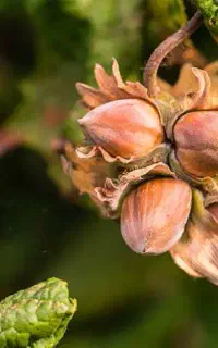 نهال فندق مناطق سردسیر