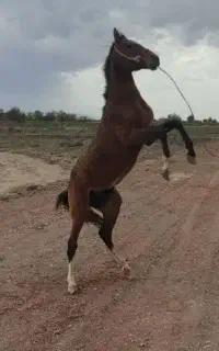 اسب نرینه