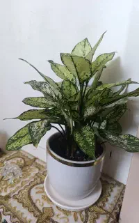 گل آگلونما طبیعی