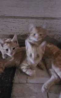 ۴تا گربه حمایتی