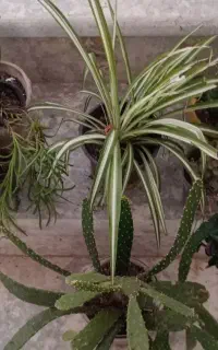کاکتوس گل کالانکوئد گل لدبوریا سوکیالیس و ۰۰۰