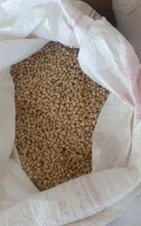 نخود