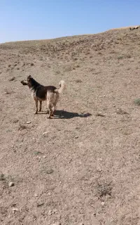 سگ گله