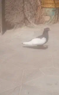 فروش سینه سیاه نر