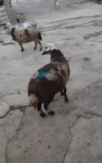 بر نر پلنگی