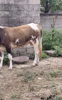 گاو لیشه چالوسی بار گرفته