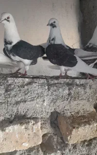 کبوتر