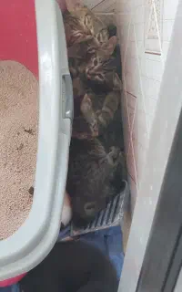 گربه