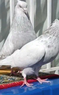 جفت سینه الماسی.زرد .سرخ دم سفید کله سیاه.ساده