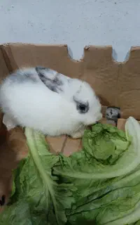 خرگوش