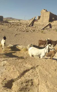 گوسفند