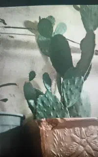 گل کاکتوس