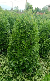 یاس هلندی